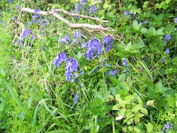 Photo 6"x4" Bluebell (Hyacinthoides non-scriptus) East Orchard\/ST8317 c2010