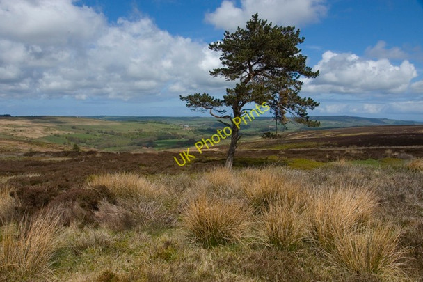 Photo 6"x4" Lone tree near Birchwath Slack,  Egton High Moor Key Green\/NZ8004 c2010