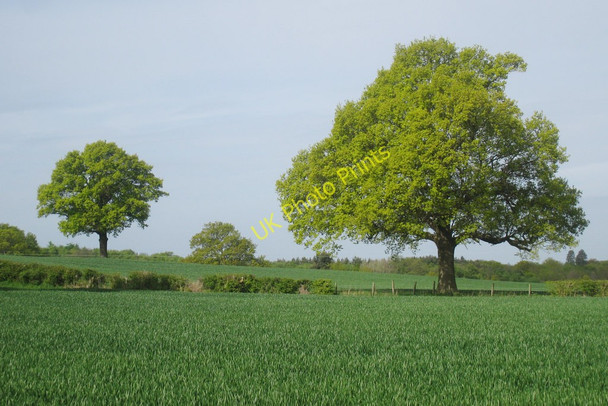 Photo 6"x4" View of Trees near Manor Farm Marsh Green\/TQ4444 c2010