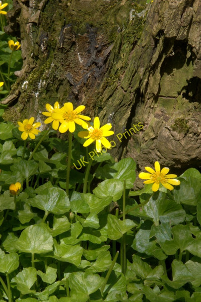 Photo 6"x4" Lesser Celandine (Ranunculus filicaria), Halligarth, Baltasound Baltasound c2010