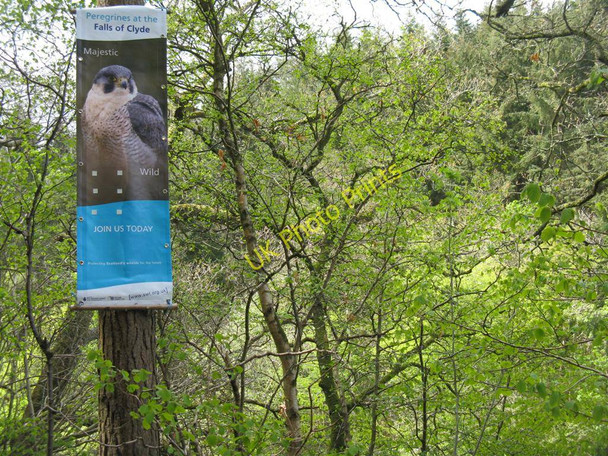 Photo 6"x4" Come to see the peregrines Lanark c2010