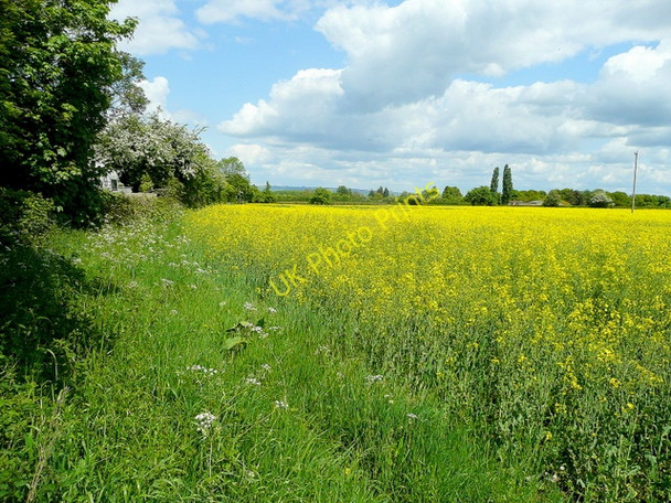 Photo 6"x4" Footpath along the field edge Elmstone Hardwicke c2010