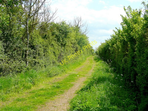 Photo 6"x4" Dog Bark Lane Elmstone Hardwicke c2010