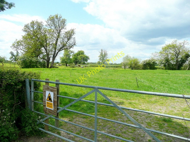 Photo 6"x4" Bull in a field at Uckington Piff's Elm c2010