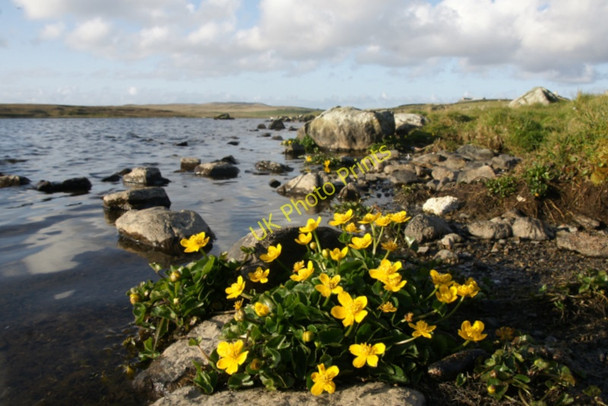 Photo 6"x4" Marsh Marigold (Caltha palustris), Loch of Belmont Belmont\/HP5600 c2010