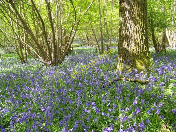 Photo 6"x4" Bluebell (Endymion non-scriptus), Garston Wood Deanland c2010