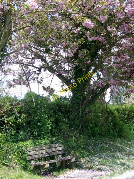 Photo 6"x4" Bench under the tree, Bowerchalke Bowerchalke c2010