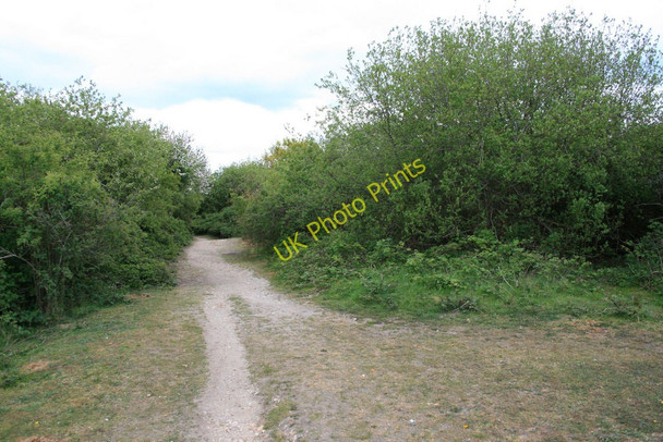 Photo 6"x4" Path on Turbary Common Bourne Valley c2010