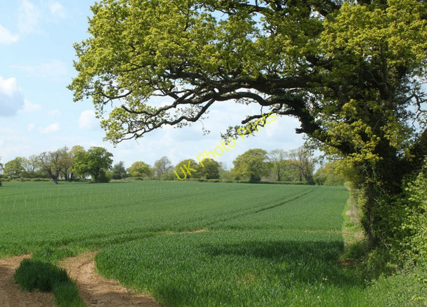 Photo 6"x4" 2010 : Oak tree with field west of Grittleton Horsedown c2010