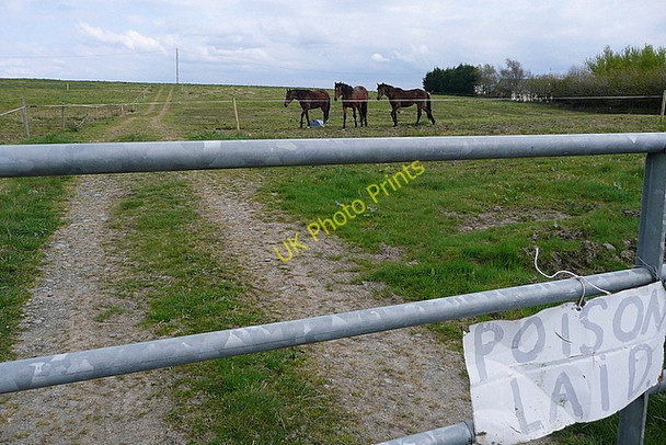 Photo 6"x4" Paddocks off the R473 Foynes c2010