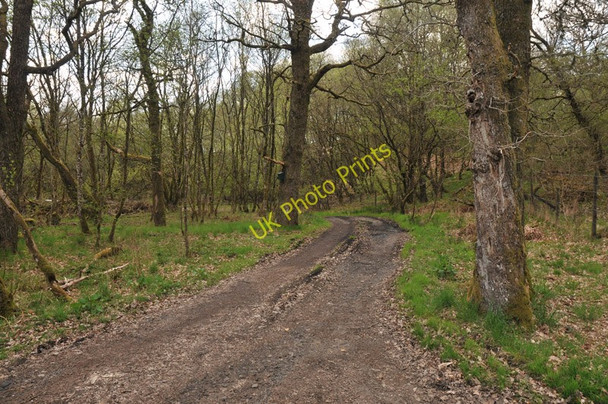 Photo 6"x4" Track along the River Dochart to Innishewan Auchlyne c2010