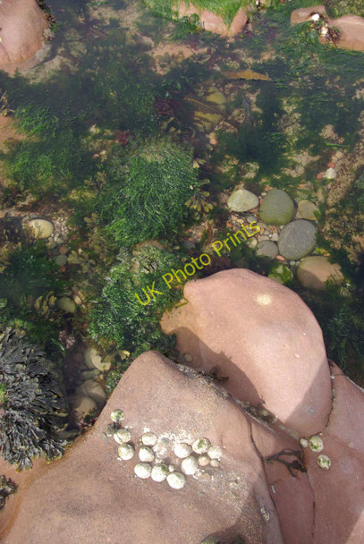 Photo 6"x4" Rock pool - Aberdour Beach New Aberdour c2010