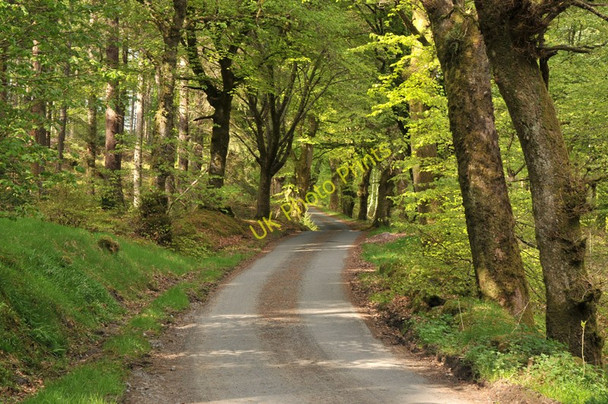 Photo 6"x4" Road through the trees in Strathyre Forest Strathyre\/NN5617 c2010