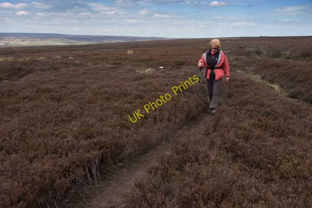 Photo 6"x4" Path through the heather Goathland c2010