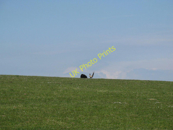 Photo 6"x4" Pheasant on Highdole Hill Telscombe c2010
