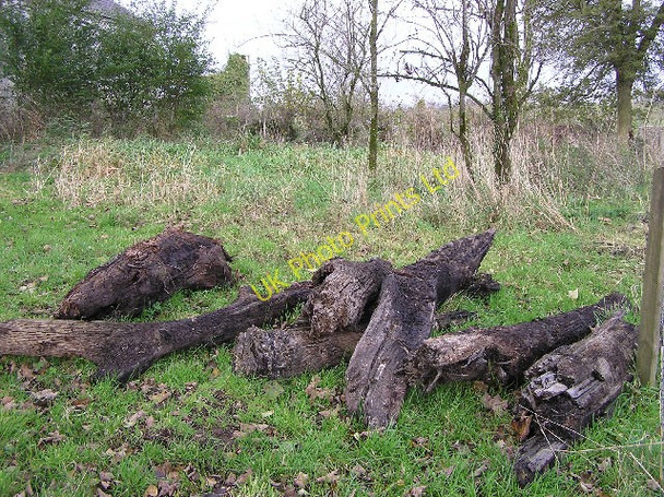Photo 6"x4" Preserved bog wood at Camowen Beragh c2005