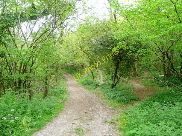 Photo 6"x4" Restricted byway at Vitrell Gate Martin Drove End c2010