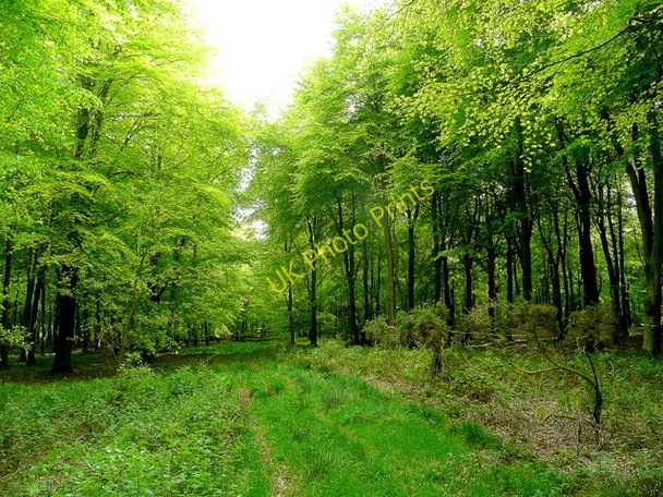 Photo 6"x4" Beechwood in spring Cobley\/SU0220 c2010