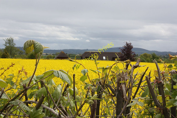 Photo 6"x4" Oilseed rape crop, Burghill Elton's Marsh c2010