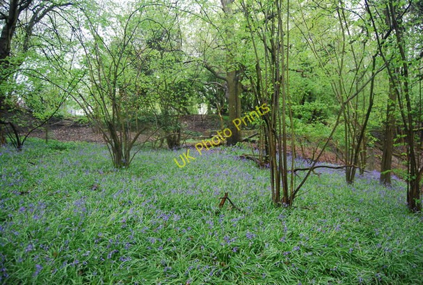 Photo 6"x4" Bluebells in the woods near Christ's Hospital station Itchingfield c2010