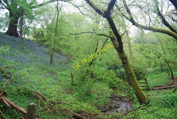 Photo 6"x4" Bluebells on the railway embankment Itchingfield c2010