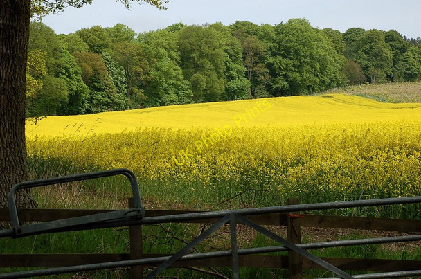 Photo 6"x4" A field of oil-seed rape below Peniel Heugh Ancrum c2010