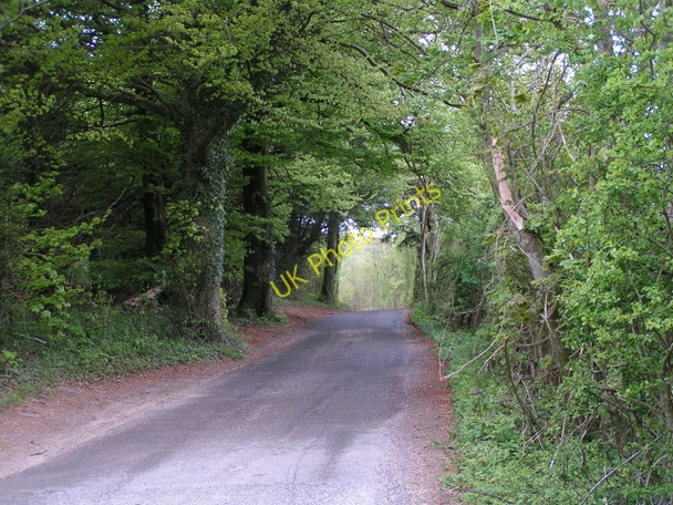 Photo 6"x4" Through the trees at Beacon Hill Ashley\/SU3830 c2010