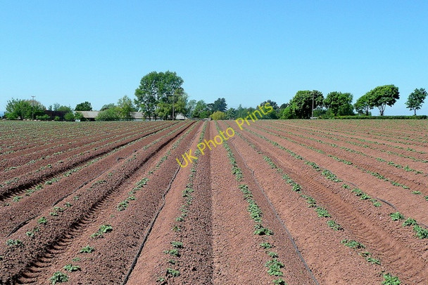 Photo 6"x4" Croplines to Bollitree Farm Kingstone\/SO6324 c2010