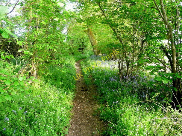 Photo 6"x4" Bridleway south-east to Knighton Wood Martin Drove End c2010