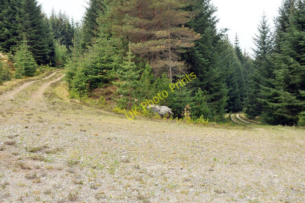 Photo 6"x4" Junction of the forest tracks near Inverlair Inverlair c2010