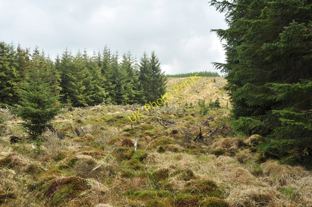 Photo 6"x4" Firebreak in the forest near Inverlair Inverlair c2010