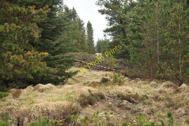 Photo 6"x4" Firebreak in the forest near Inverlair Inverlair c2010 P1