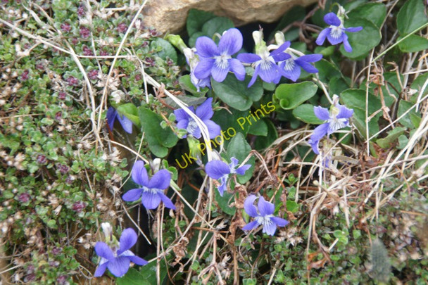 Photo 6"x4" Heath Dog-violet (Viola canina), Halligarth Baltasound c2010