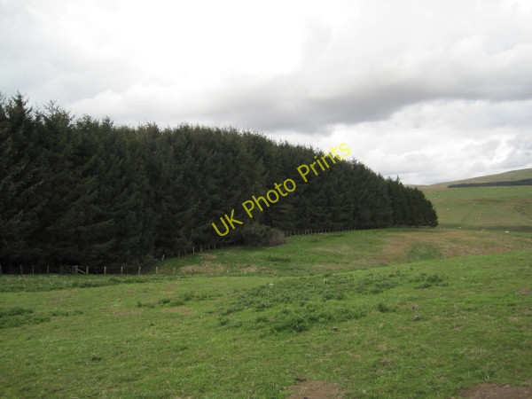 Photo 6"x4" Plantation near Old Hazeltonrig Alnham c2010