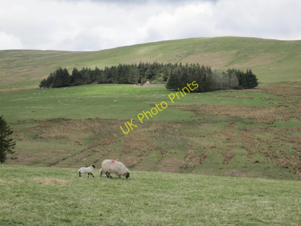 Photo 6"x4" Plantation and Sheepfold below Hazeltonrig Hill Alnham c2010