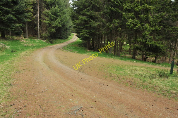 Photo 6"x4" Junction of forest roads in Clashindarroch Forest Leids Hill c2010
