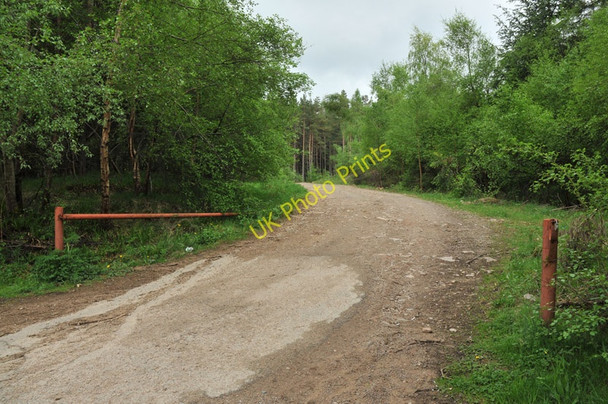 Photo 6"x4" Road into the forest on Blue Hill Balvenie c2010