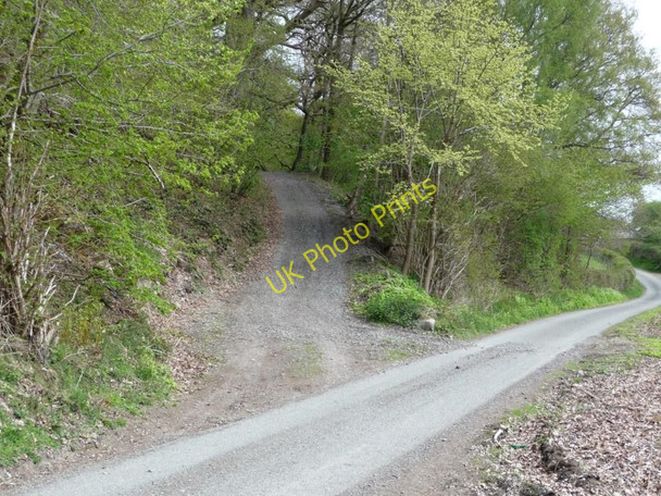 Photo 6"x4" Track up into the woods Llandderfel c2010