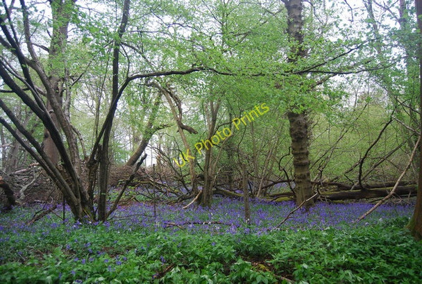 Photo 6"x4" Bluebells by the Downs Link Alfold Crossways c2010