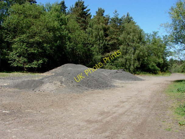 Photo 6"x4" Swinley Forest South Ascot c2010 P1