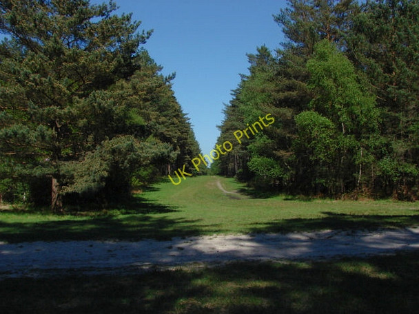Photo 6"x4" Swinley Forest South Ascot c2010