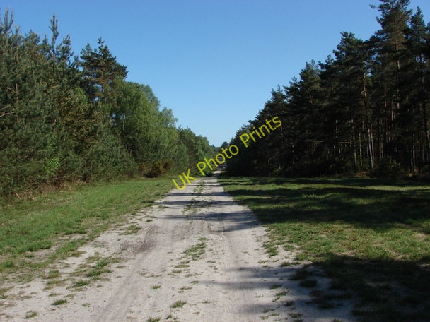 Photo 6"x4" Swinley Forest South Ascot c2010 P1
