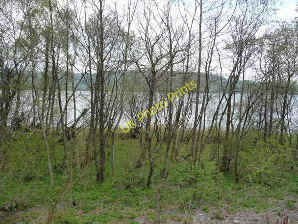 Photo 6"x4" Lakeside woodland Bala\/Y Bala c2010