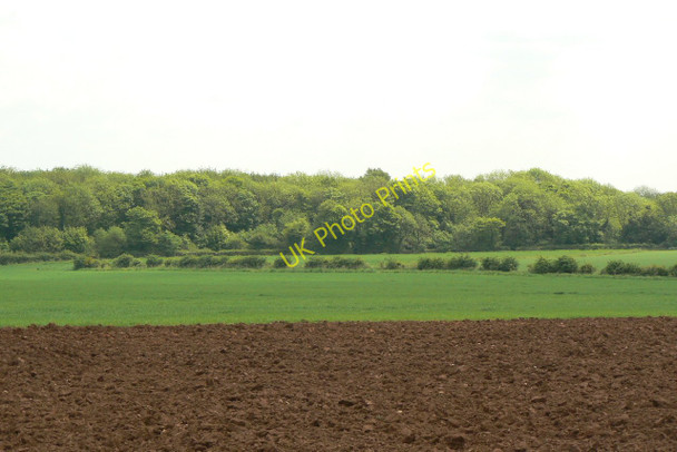 Photo 6"x4" Bulwell Wood Westville\/SK5147 c2010
