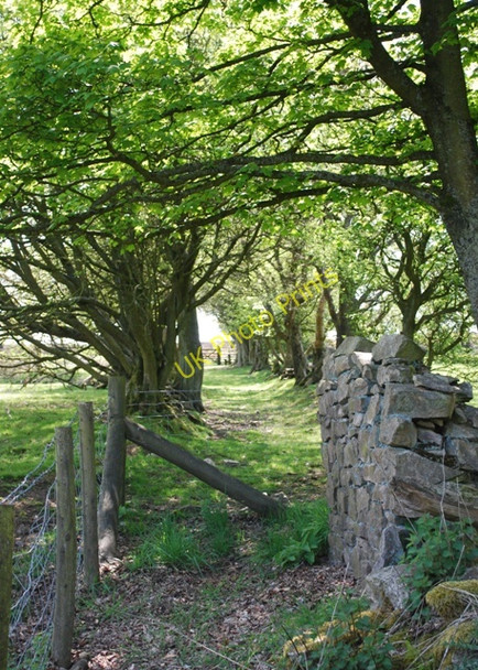 Photo 6"x4" Old track to the moor Crowsnest\/SJ3601 c2010