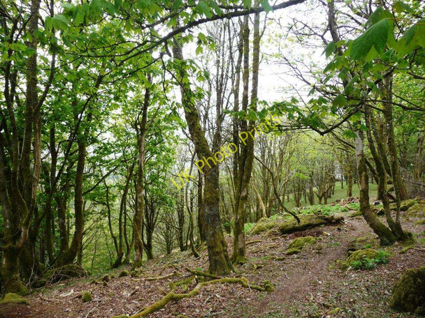 Photo 6"x4" Coed Caerau Isaf Sarnau\/SH9739 c2010