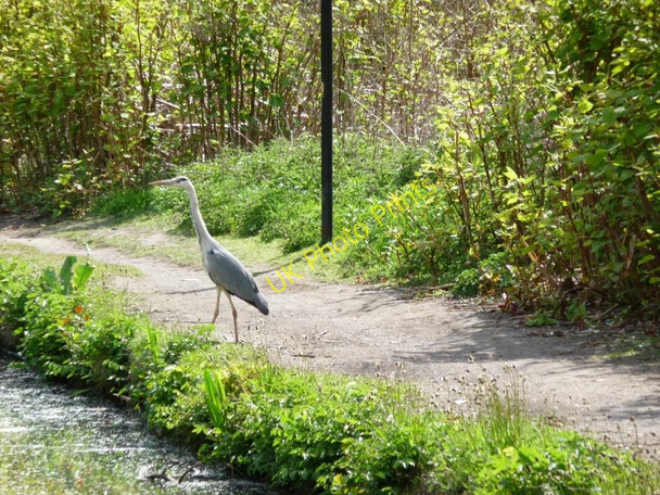Photo 6"x4" Towpath angler Dukinfield c2010