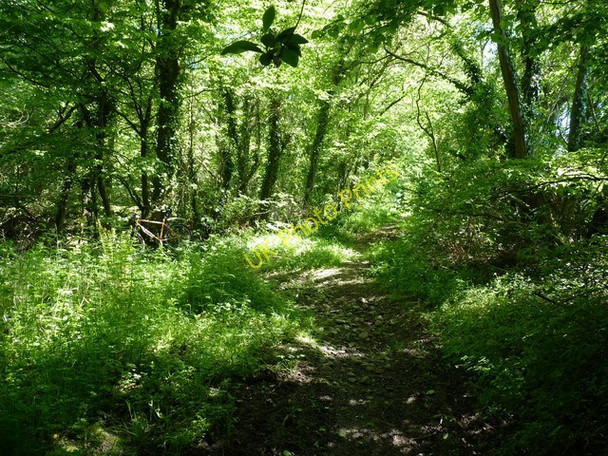 Photo 6"x4" Bridleway junction in Long Coppice Church Pulverbatch c2010