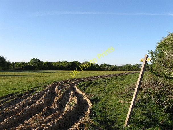 Photo 6"x4" Hither Whipple Chalvington c2010