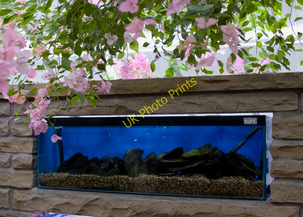 Photo 6"x4" Conservatory fish tank, Hull Kingston upon Hull c2010